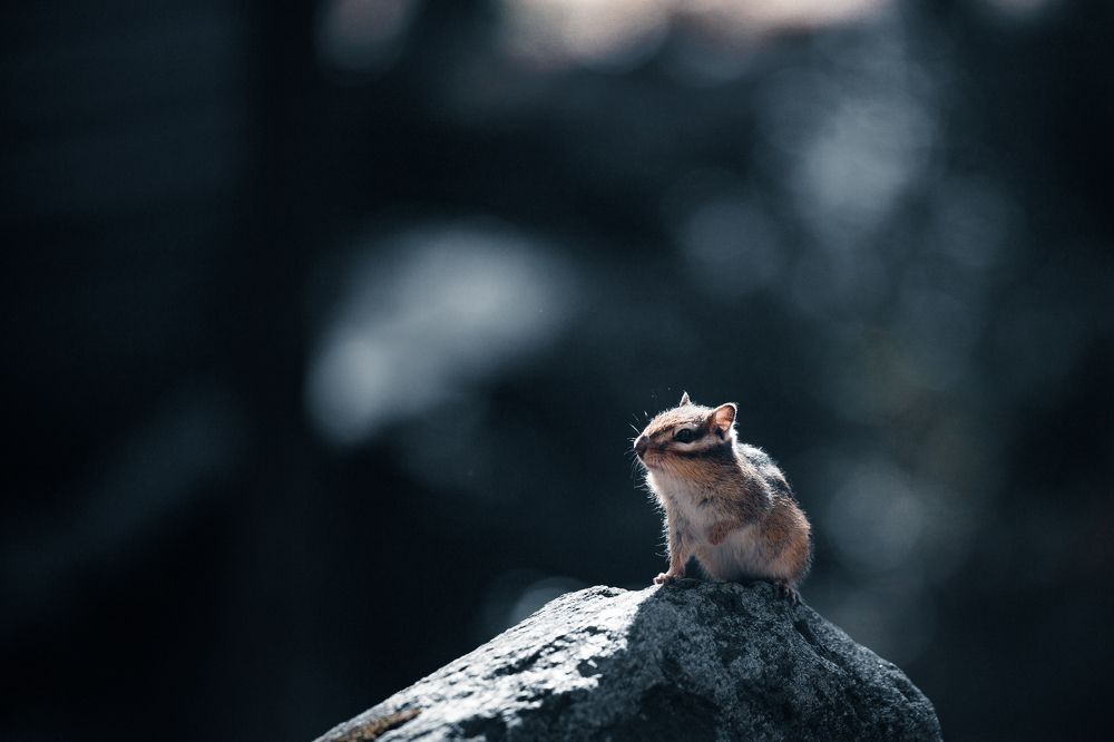 Photograph by Андрей Данчишин