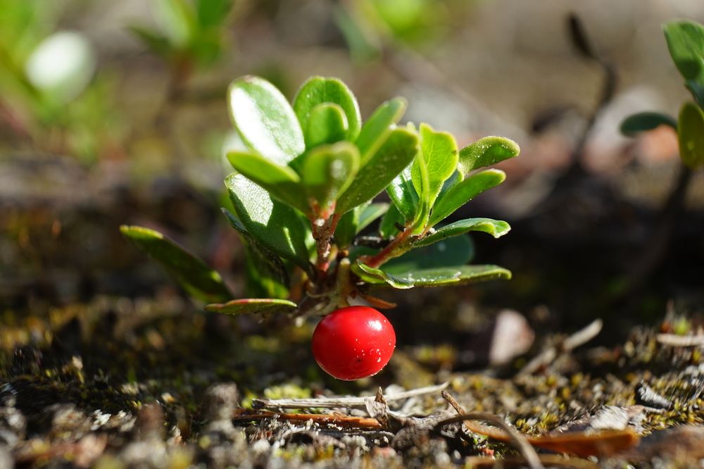 Photograph by Алексей Прохоров