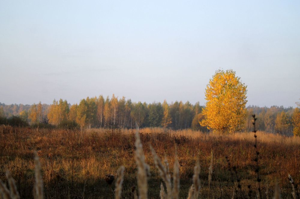 Фотография автора Елена Шатило