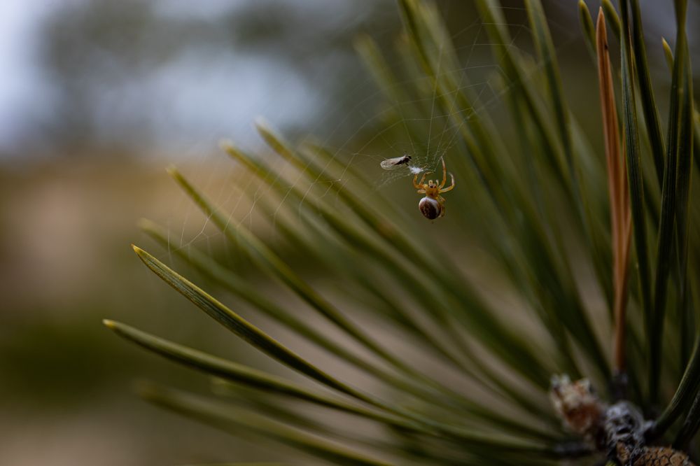 Photograph by Юлия Евграфова