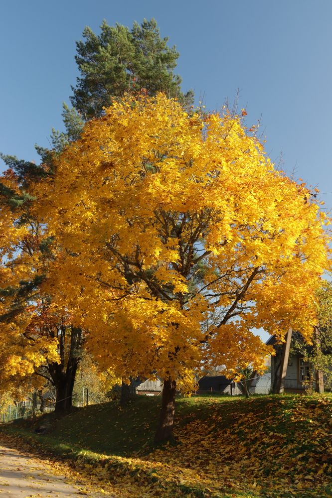 Photograph by Иван Скрипкин