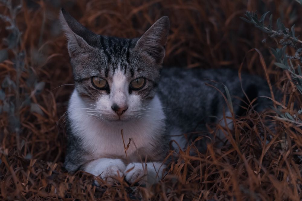 Photograph by Anass Aouissi