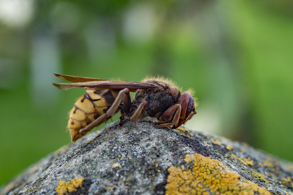 Photograph by Sveto Mamlic