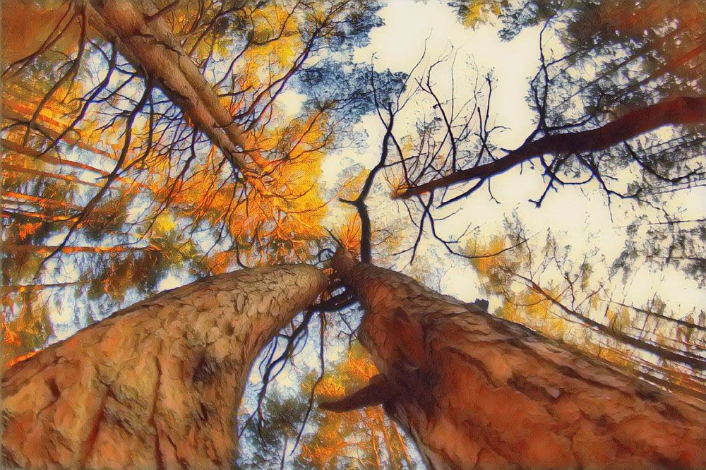 Photograph by Darius L.