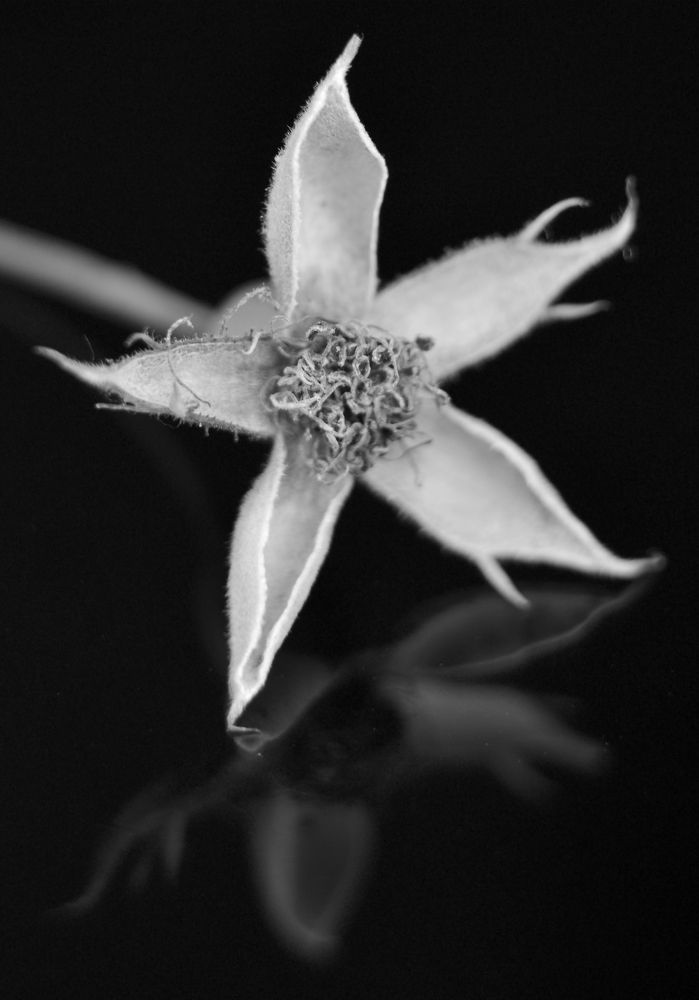 Увядающая красота