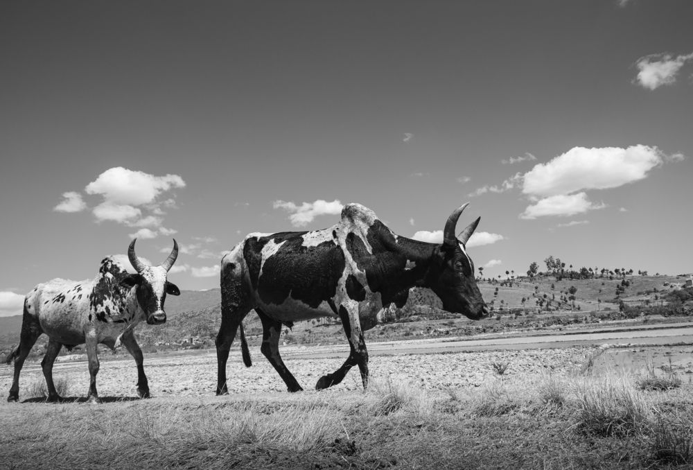 Photograph by Nandih Andrianarisoa