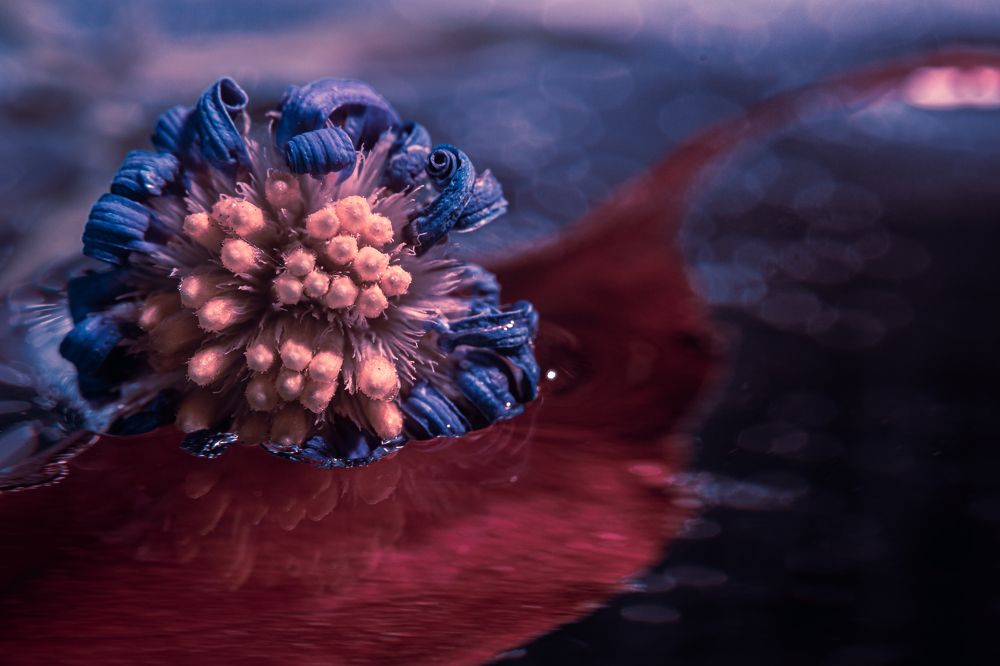 Photograph by Robert Krystosik