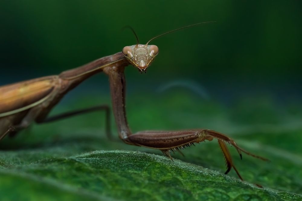 Photograph by Расторгуева Оксана