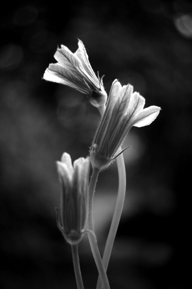 Photograph by Milla Luca