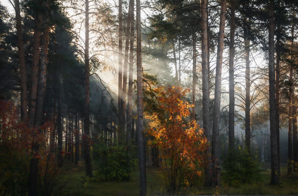 Осеннее утро в лесу