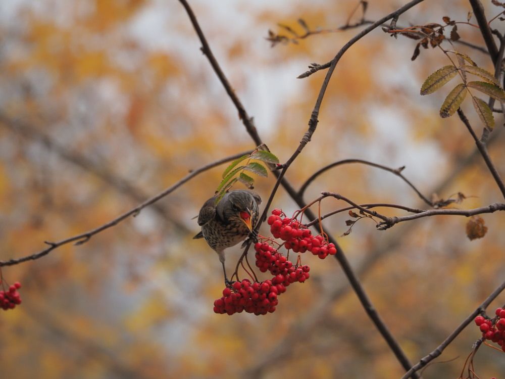 Дрозд-рябинник за кормежкой