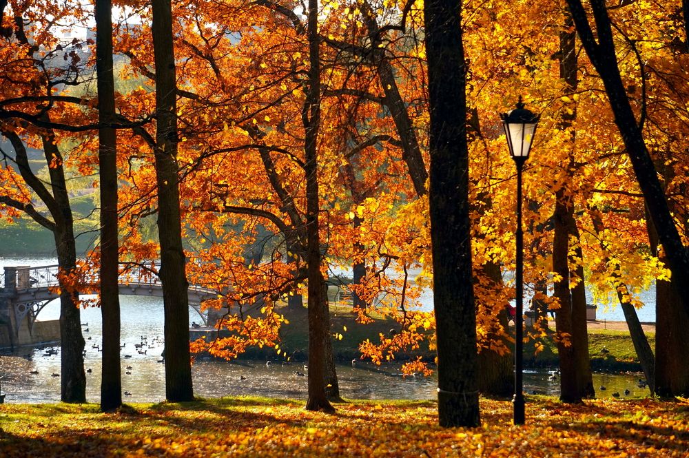 Бронза и позолота парадных осенних залов