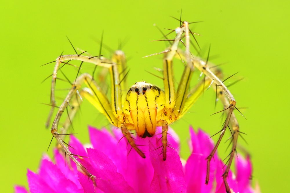 Photograph by Pramod Nath