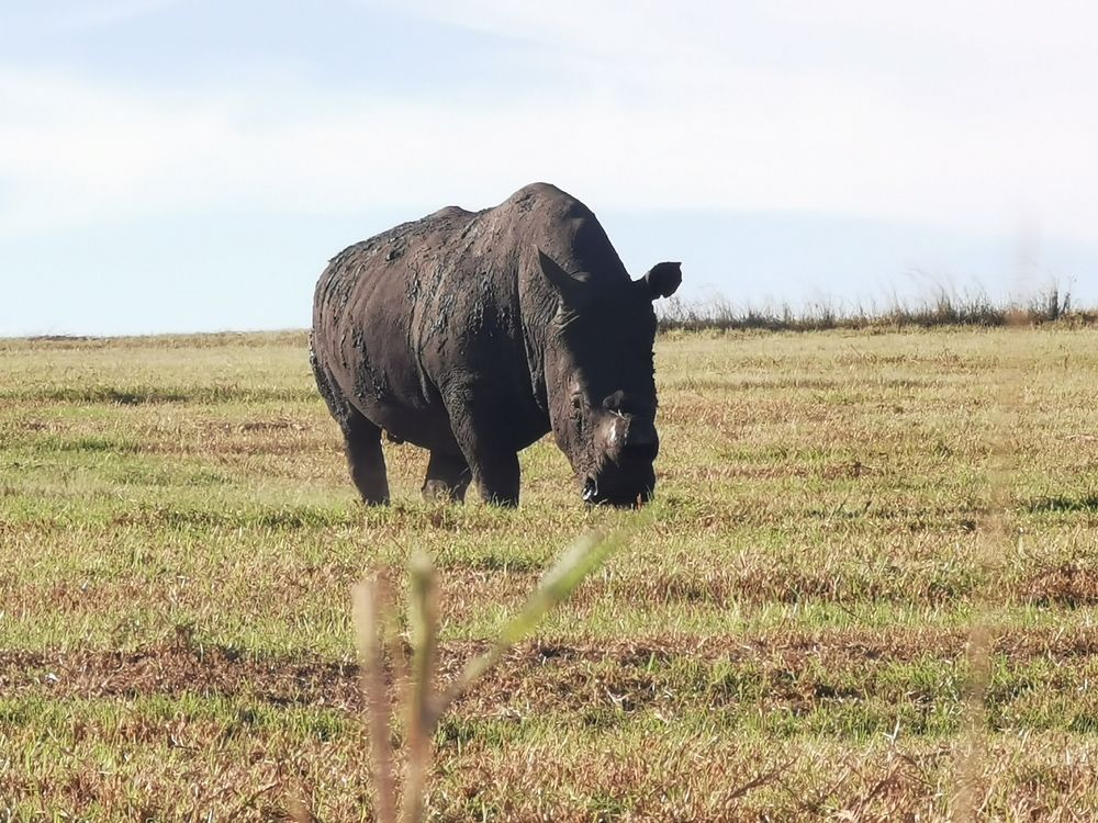 My personal Favorite BIG 5 animal