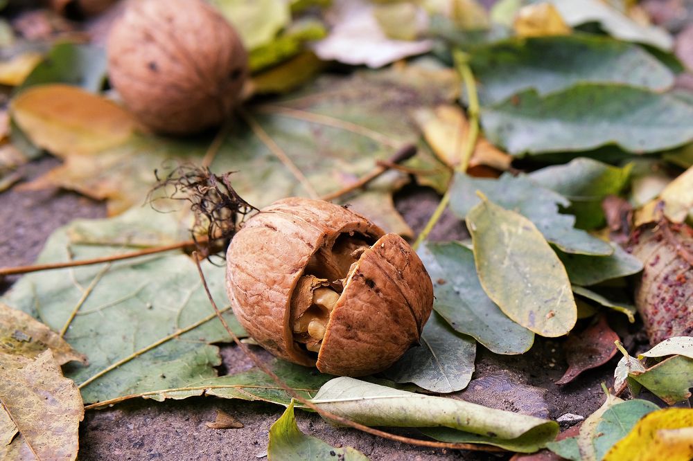 Photograph by Сергей Челахов