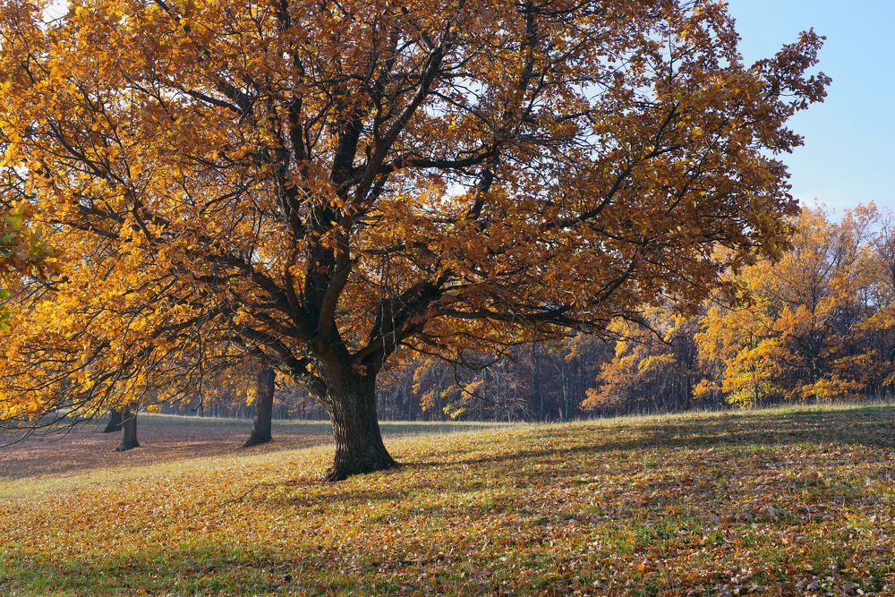 Photograph by Рашит Чумарин