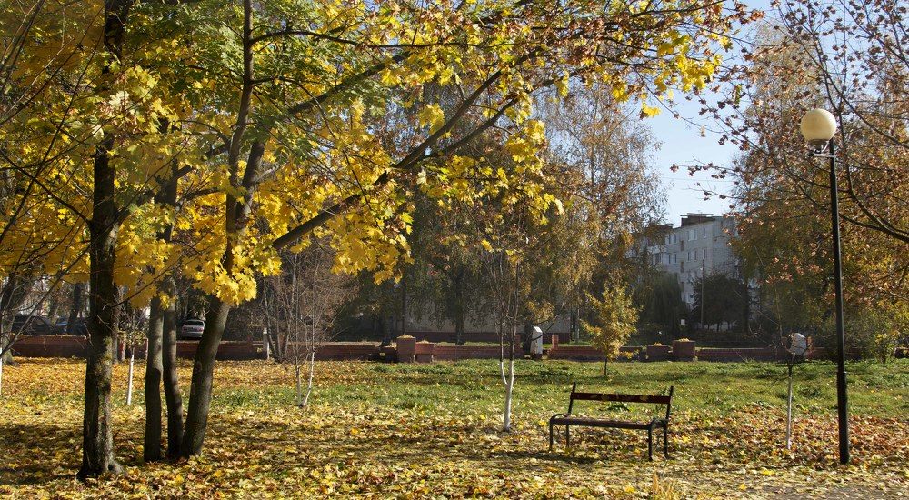 Клен и скамейка