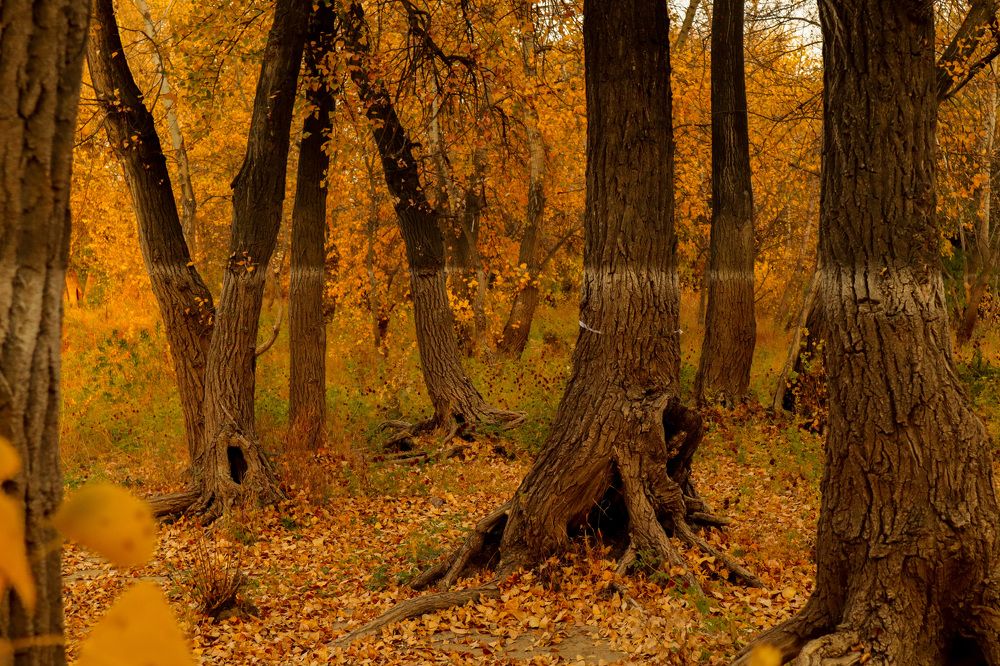 Photograph by Максим Рябов