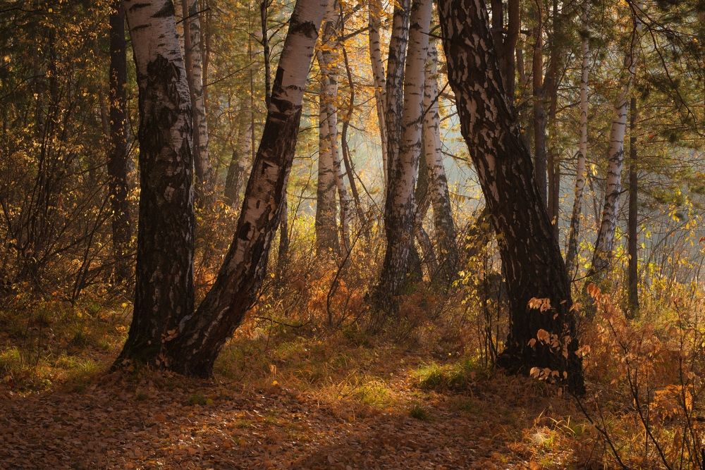 Photograph by Дмитрий Остапенко