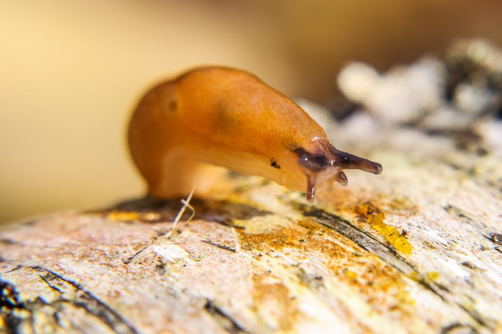 Photograph by Александр Карасев