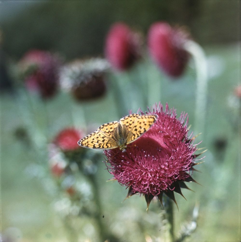 Photograph by Заурбек Шахмурзаев