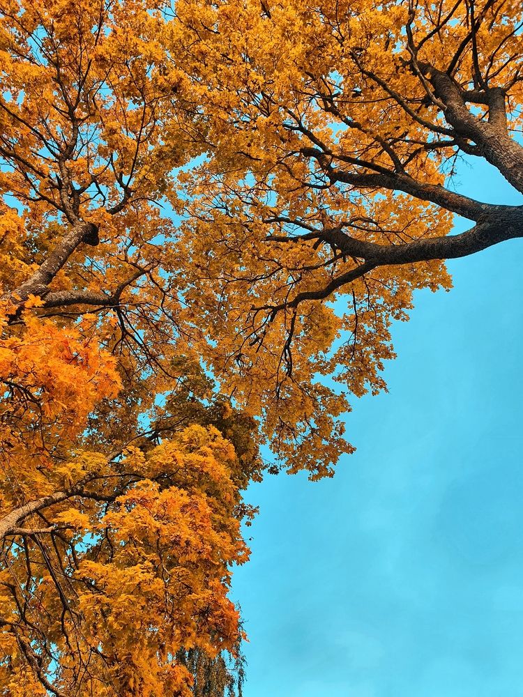 Взгляд в осень