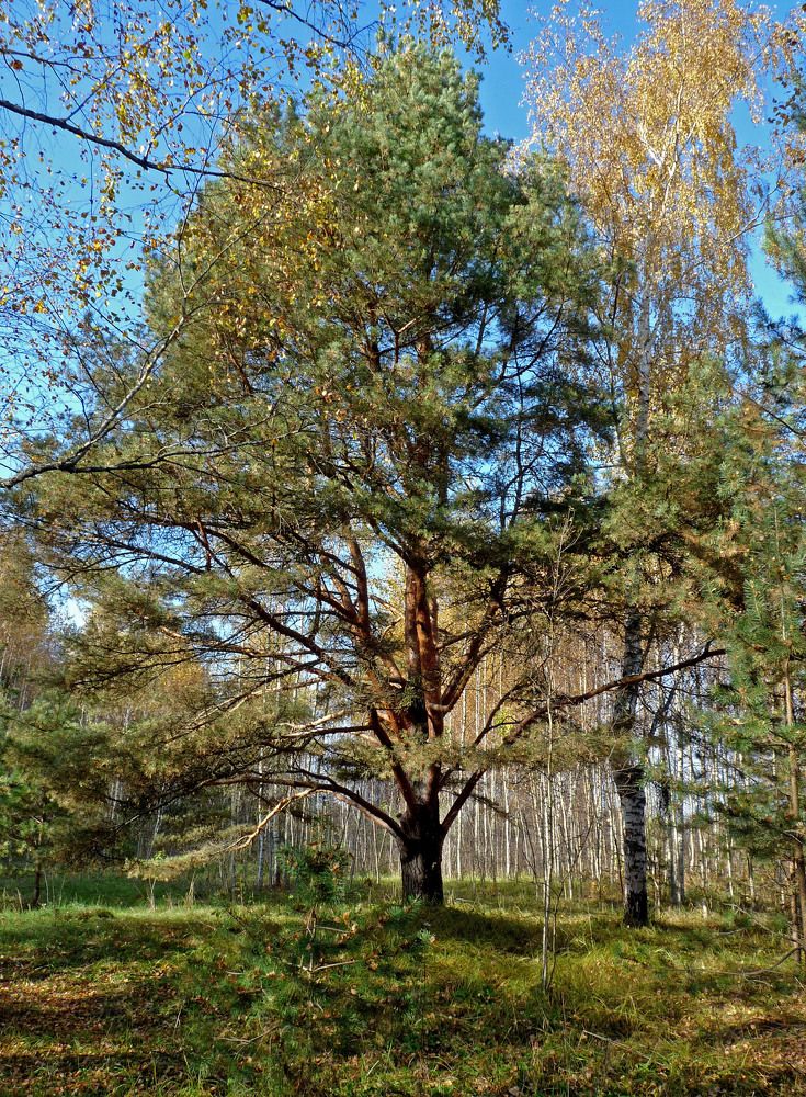 Солнечный октябрьский день.