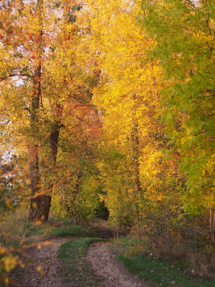 Photograph by Светлана Шибаршина