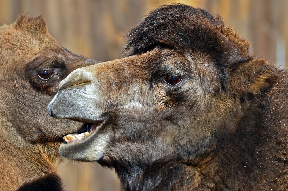 Фотография автора Антип