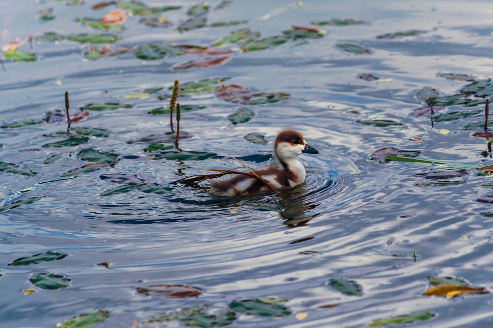 Photograph by Pavel Morozov