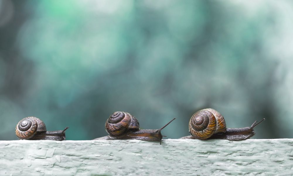 Семейная прогулка