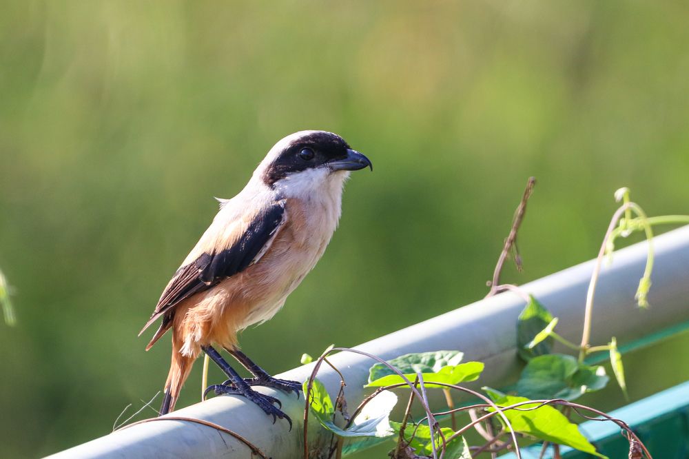 Фотография автора Ivan Logvynenko