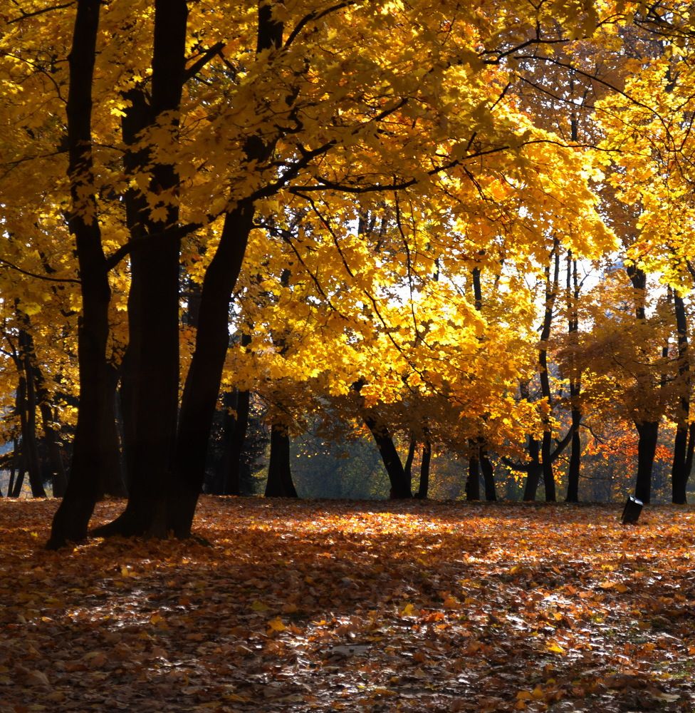 Золотой Октябрь