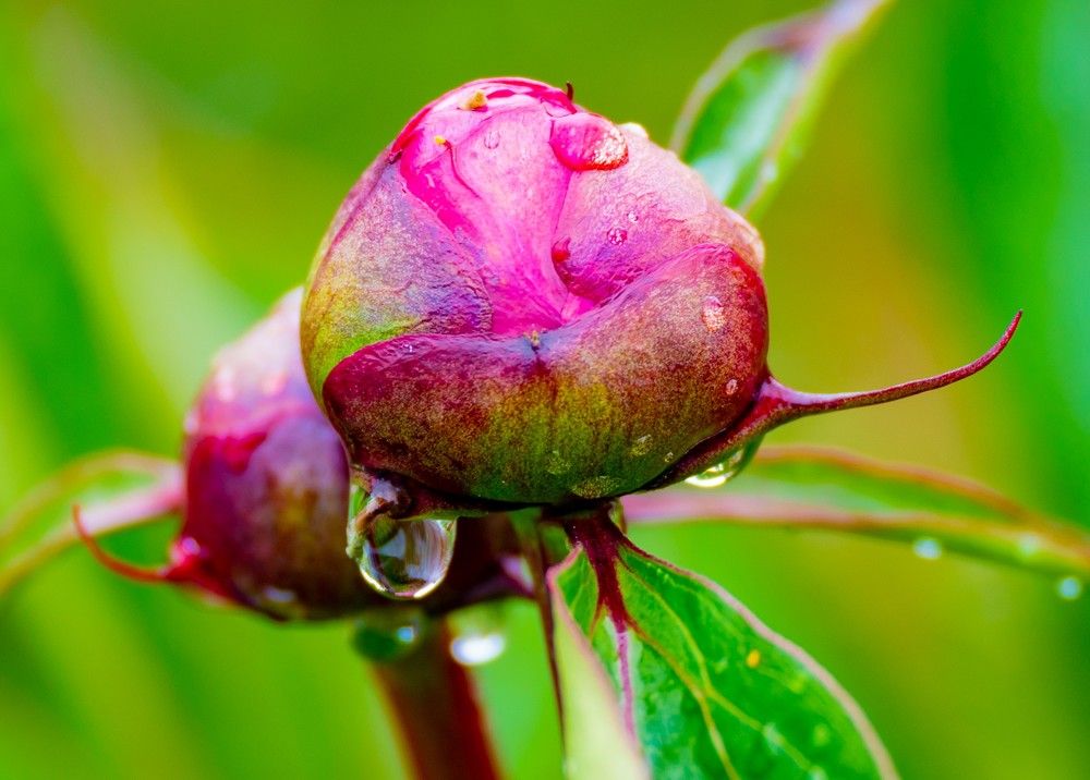 Камчатский пион