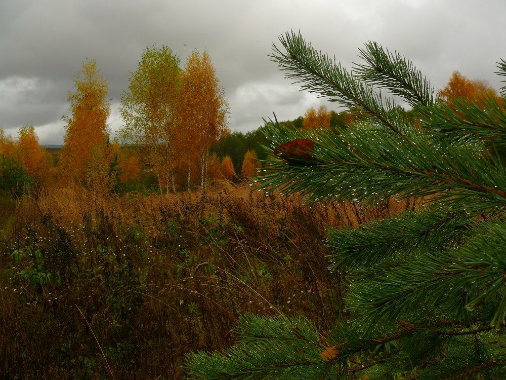 Фотография автора Анатолий Борисов