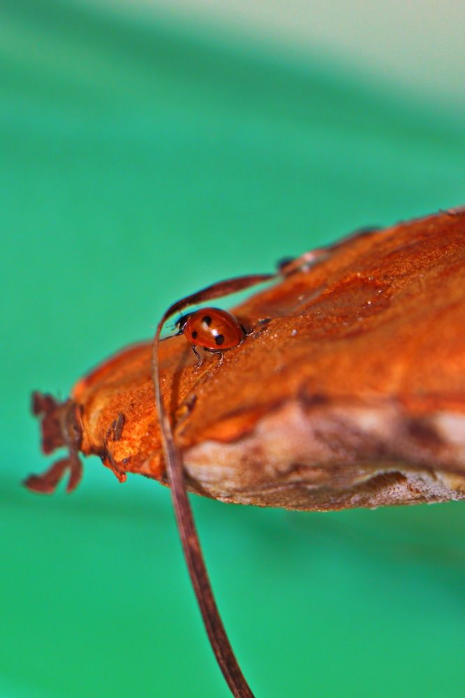 Photograph by Анатолий Борисов