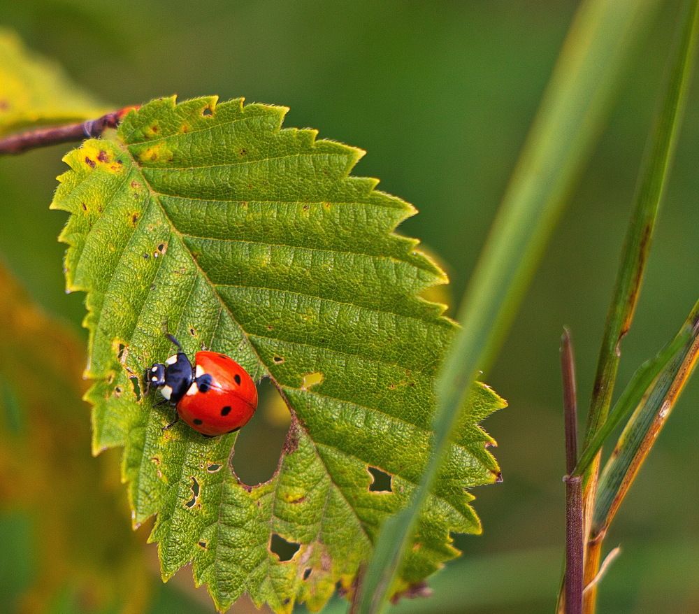 Фотография автора Анатолий Борисов