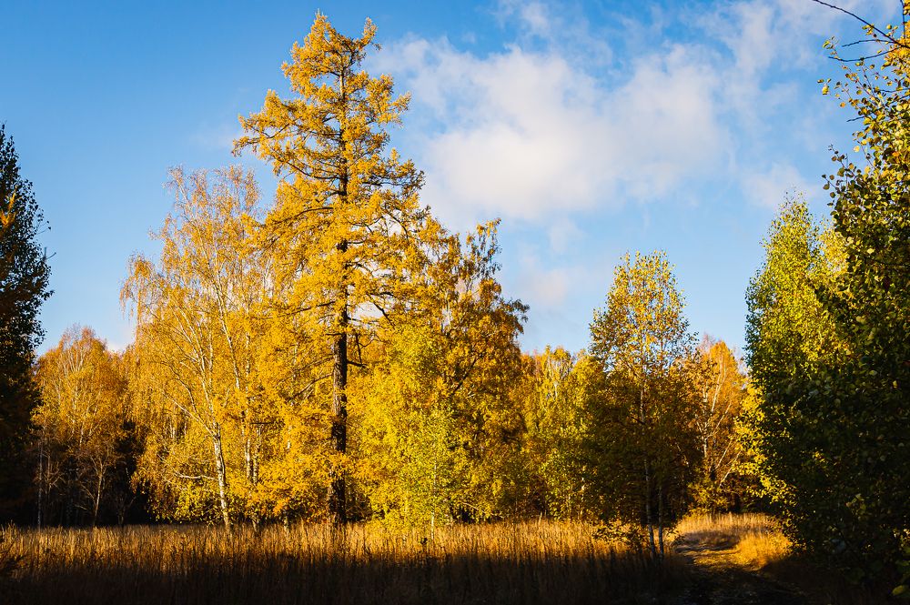 Золотой свет
