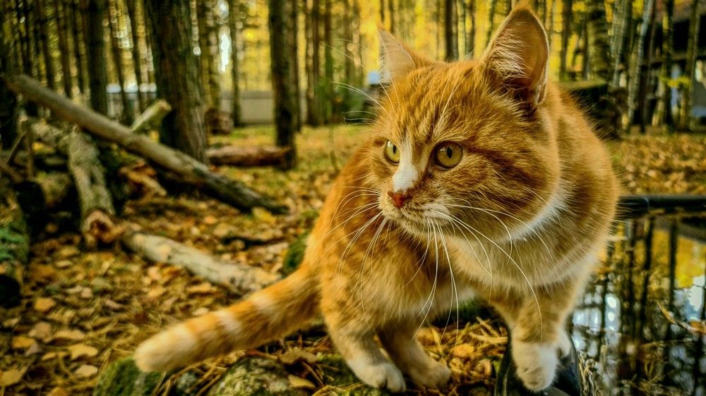 Рыжая осень