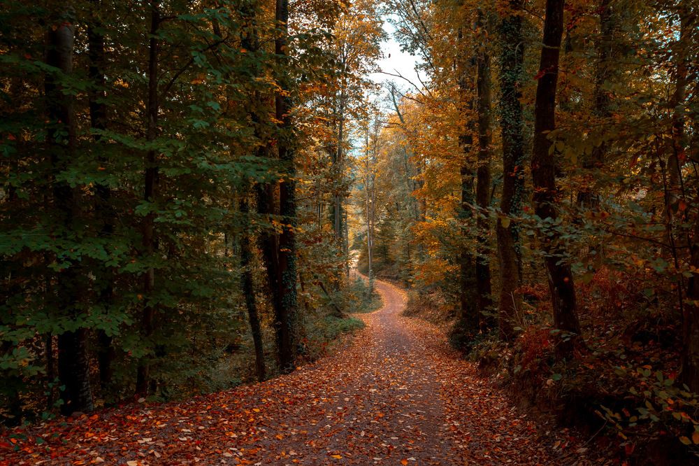 Фотография автора Ozgur Roger Sayitoglu