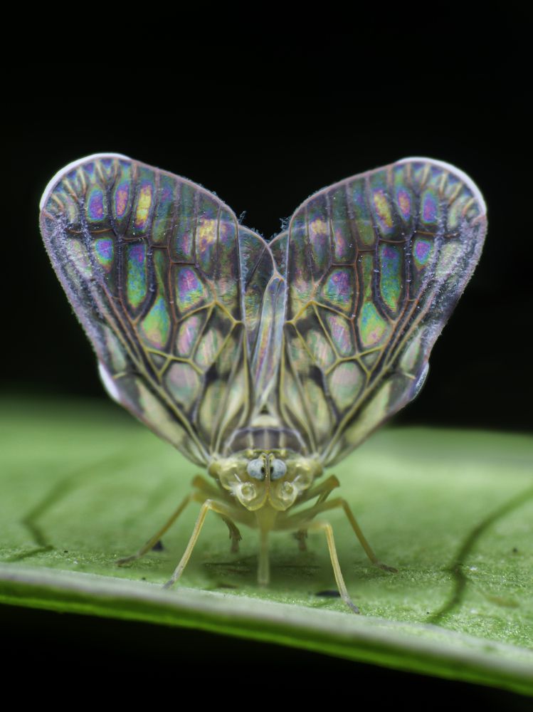 Photograph by Pramod Naween Padmananda