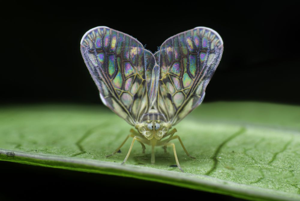 Photograph by Pramod Naween Padmananda