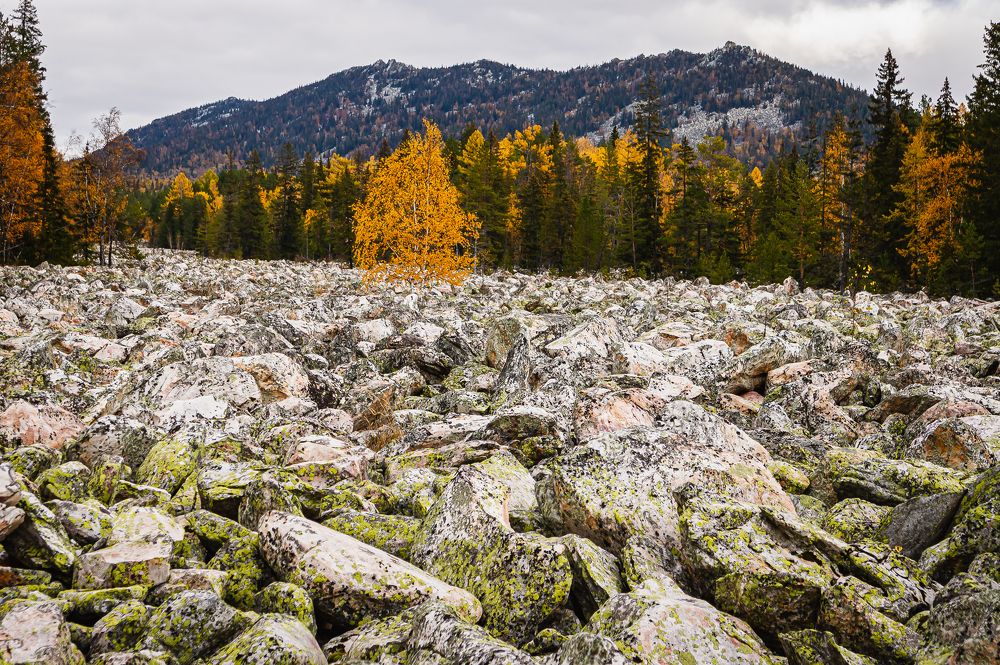 одинокая береза