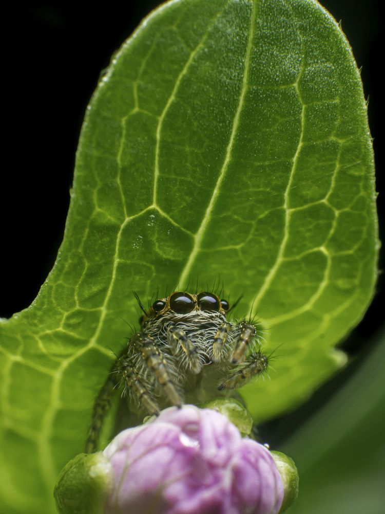 Photograph by Pramod Naween Padmananda
