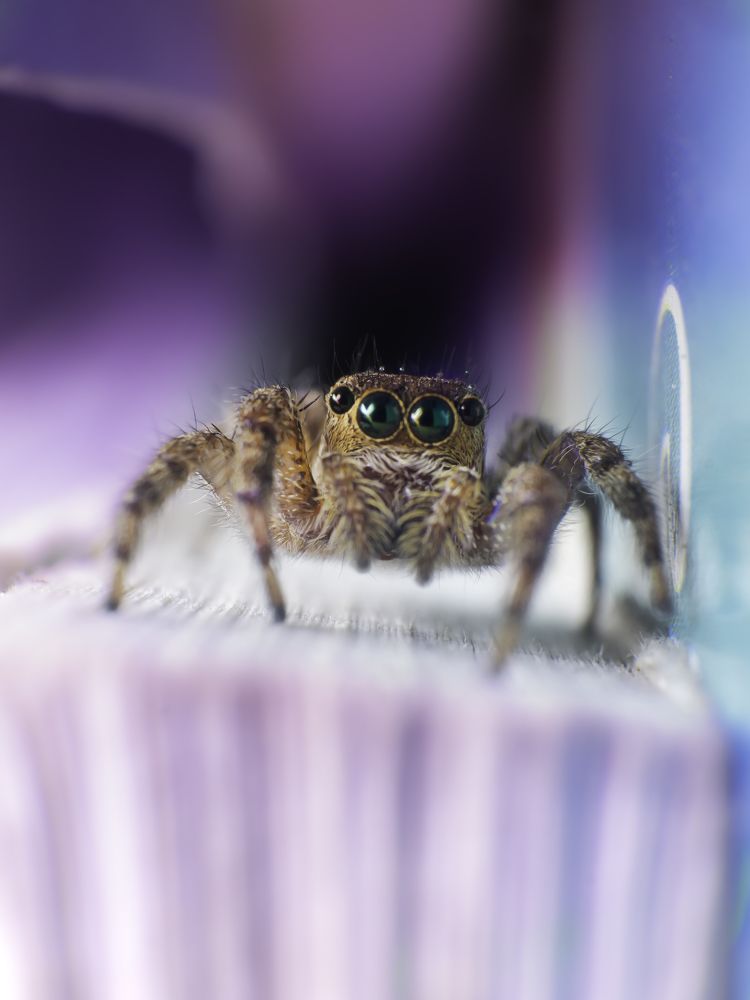 Photograph by Pramod Naween Padmananda