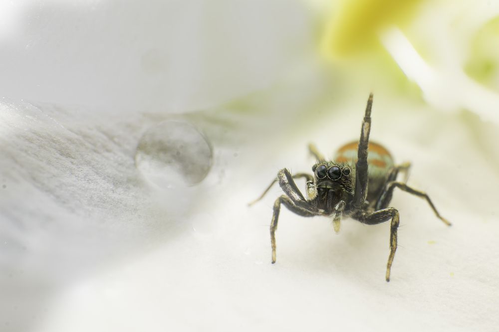 Photograph by Pramod Naween Padmananda