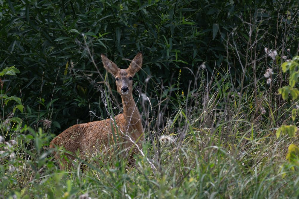 Photograph by Александр Щербаков