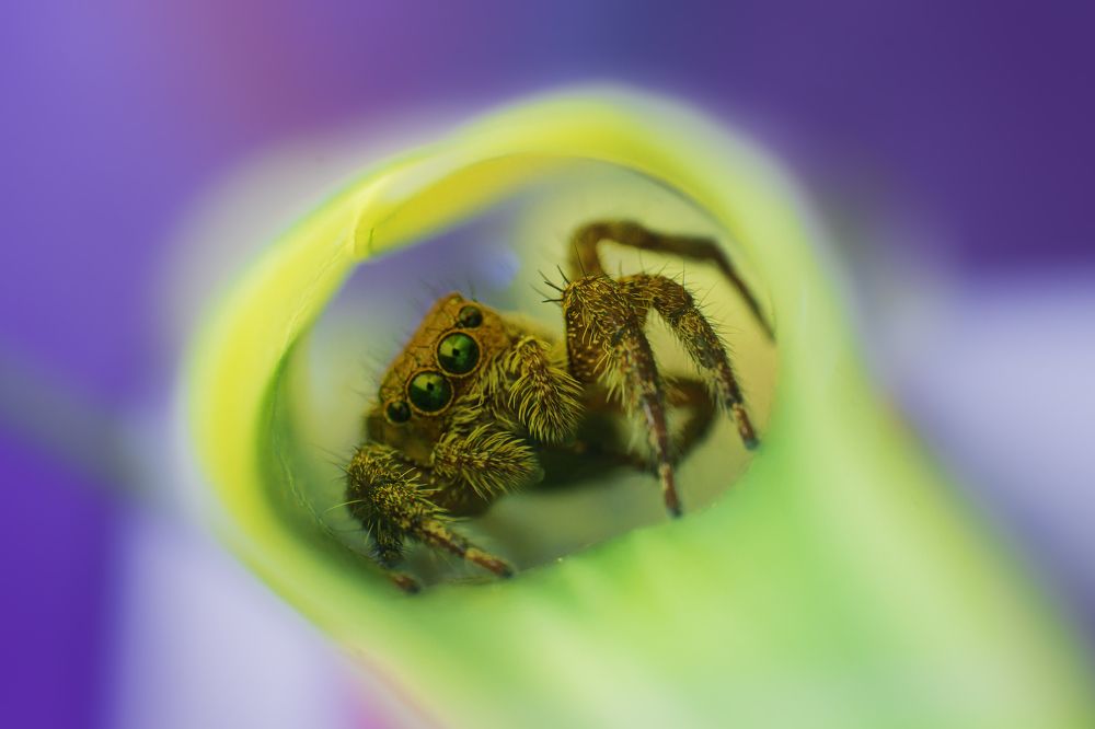 Photograph by Pramod Naween Padmananda