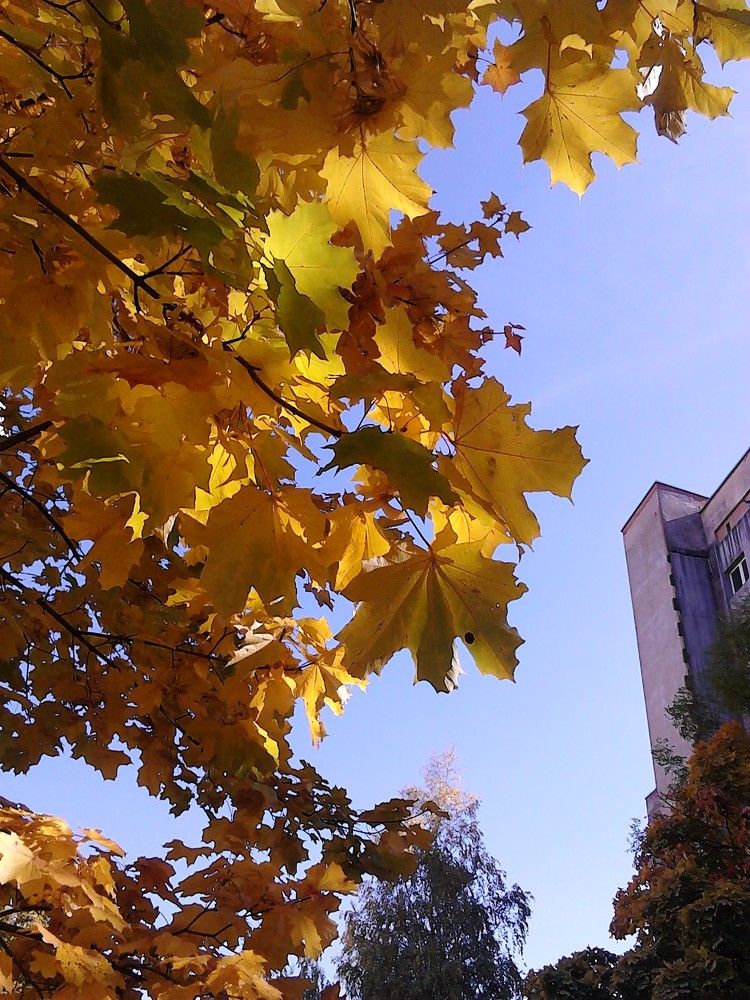 Осенний городской пейзаж.