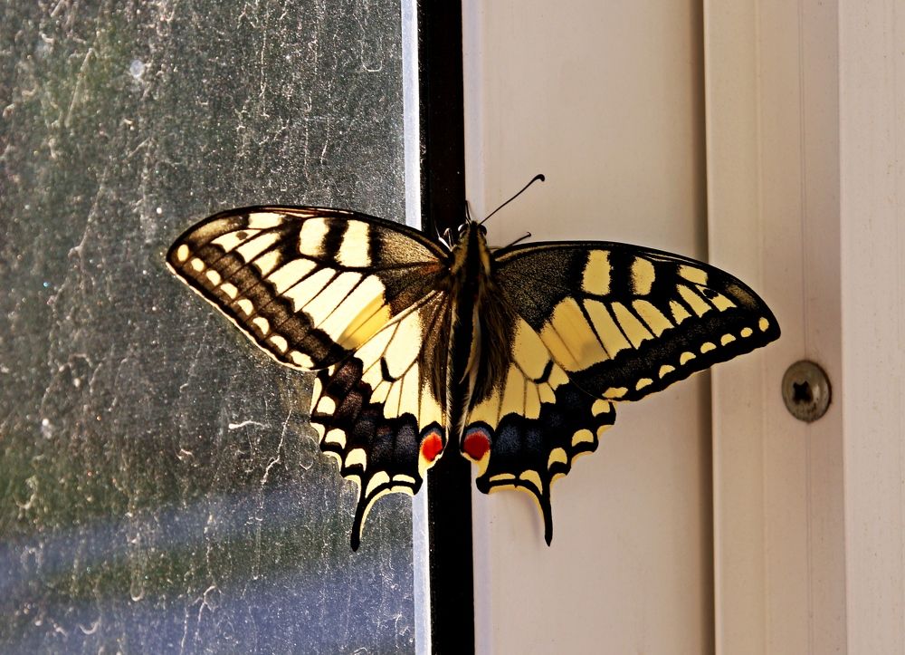 Photograph by Эдуард Петруша